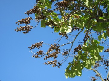 Paulinie nápojná neboli guarana